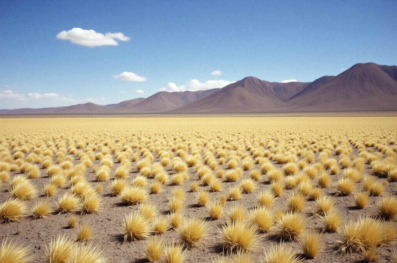 Meseta alta y árida con pastizal amarillo y cerros al fondo